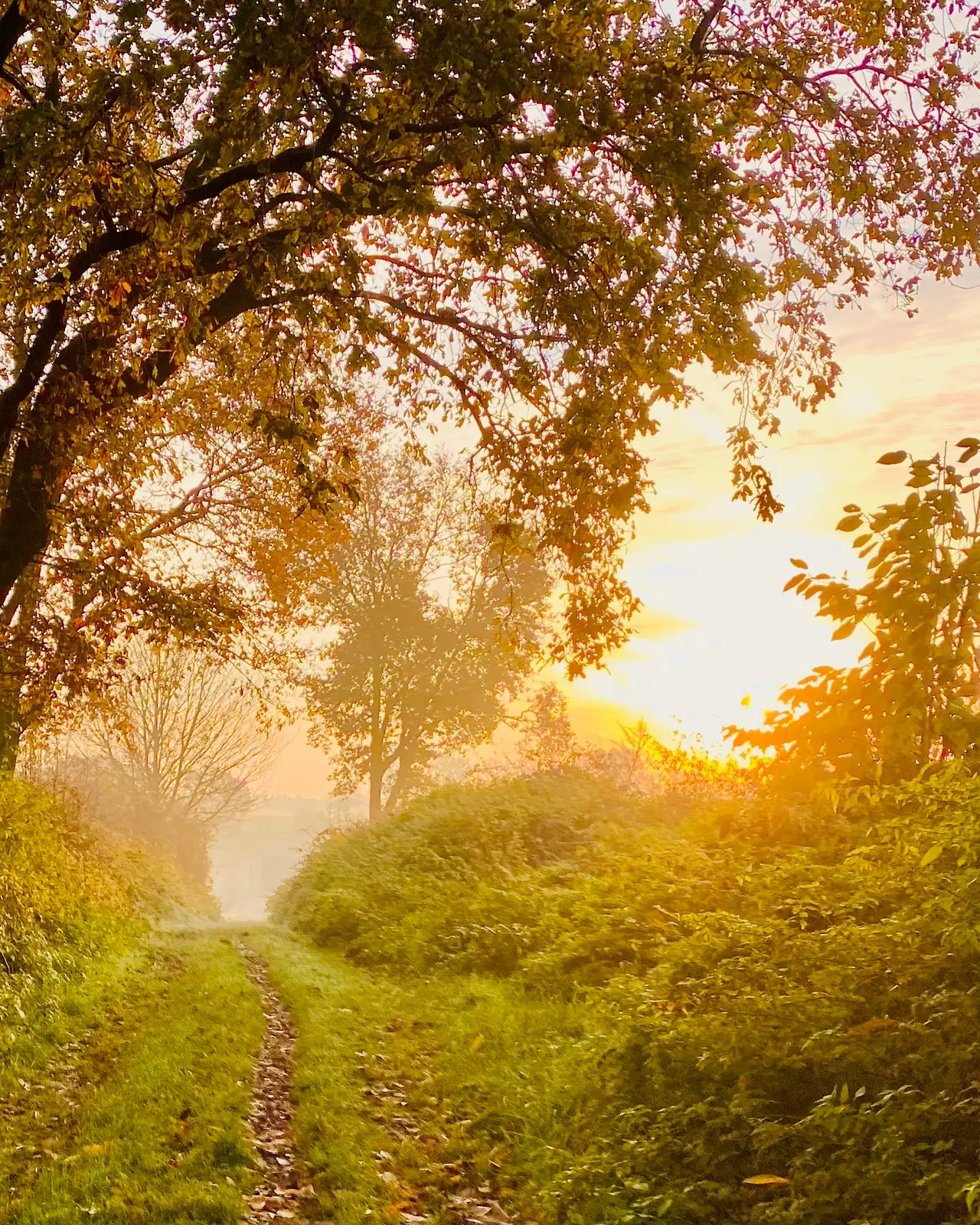 Chemin de campagne sous les arbres, dans une lumière dorée