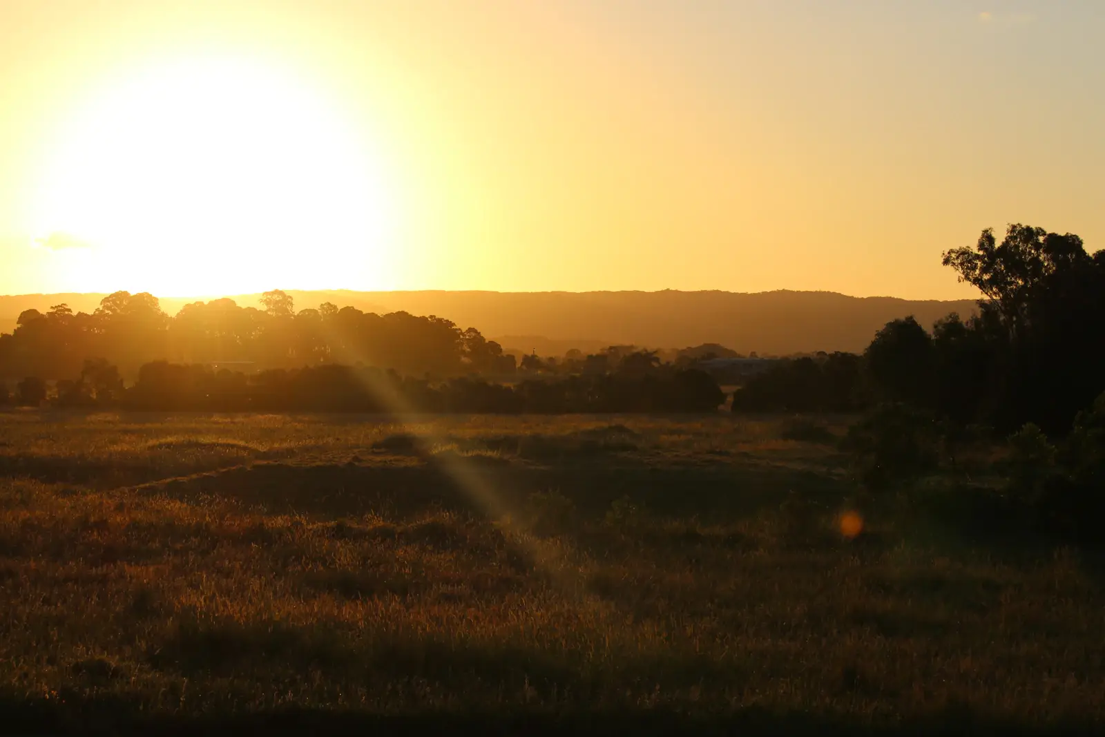Un champ d’herbe verte au coucher du soleil