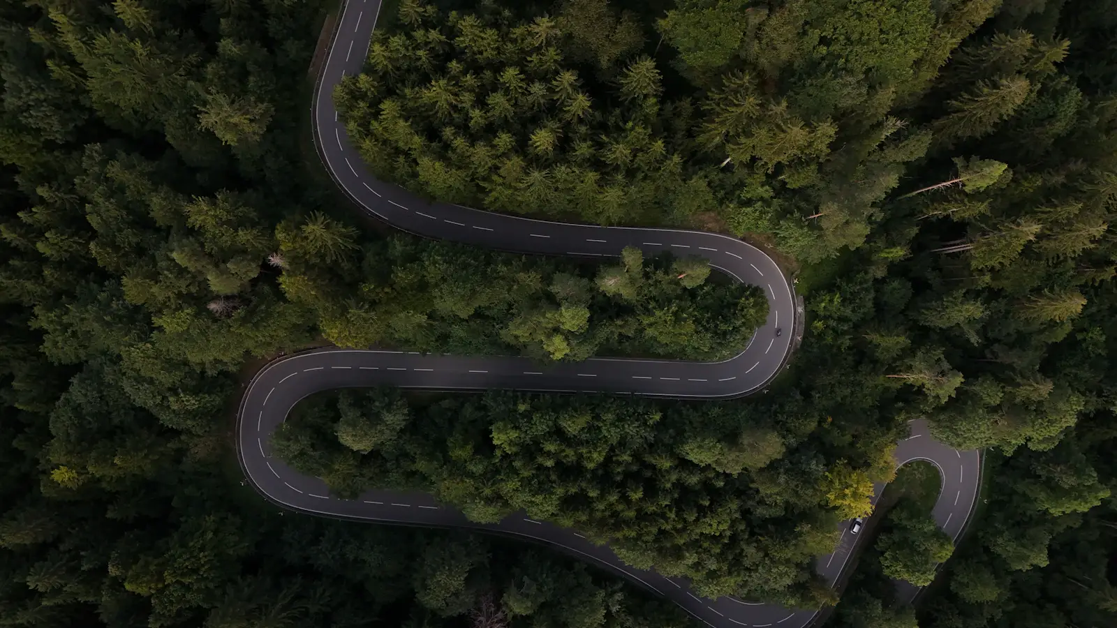 Une route sinueuse à travers une forêt dense