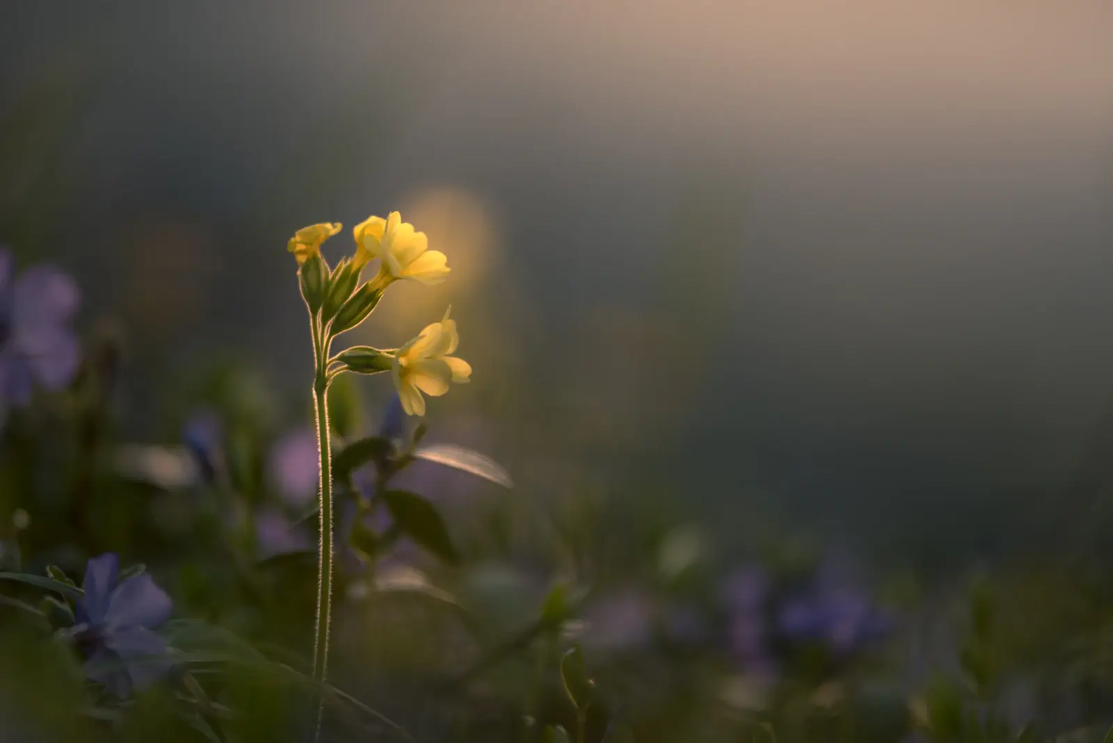 Une seule fleur jaune dans la lumière du soir